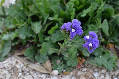 APII jpeg image of Limonium sinuatum  © contact APII