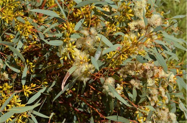 APII jpeg image of Eucalyptus yalatensis  © contact APII