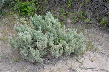 APII jpeg image of Atriplex paludosa subsp. cordata  © contact APII