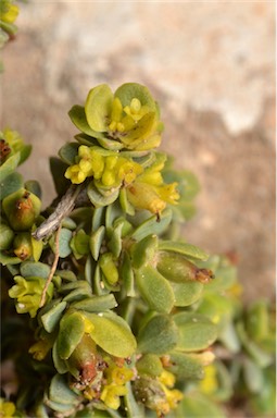 APII jpeg image of Pimelea serpyllifolia subsp. serpyllifolia  © contact APII