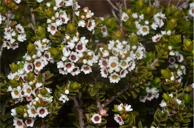 APII jpeg image of Thryptomene micrantha  © contact APII