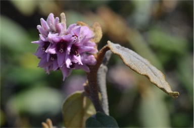 APII jpeg image of Lasiopetalum discolor  © contact APII