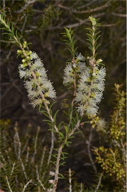 APII jpeg image of Melaleuca lanceolata  © contact APII