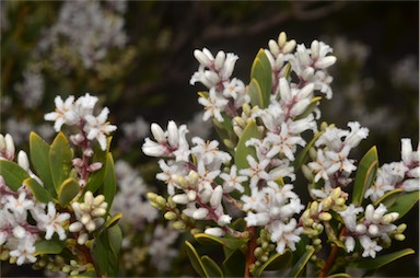 APII jpeg image of Leucopogon parviflorus  © contact APII