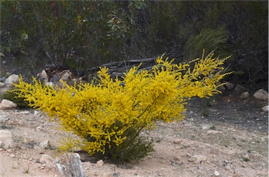 APII jpeg image of Acacia spinescens  © contact APII