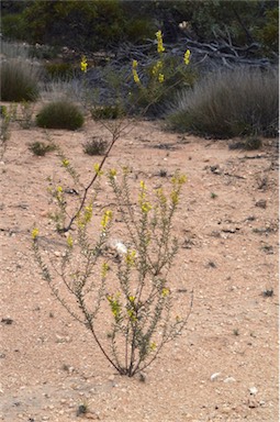 APII jpeg image of Acacia microcarpa  © contact APII