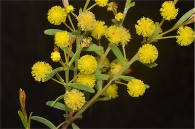 APII jpeg image of Acacia microcarpa  © contact APII