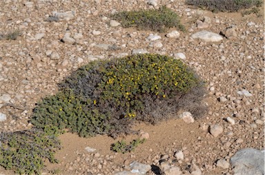 APII jpeg image of Pultenaea tenuifolia  © contact APII