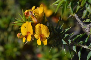 APII jpeg image of Pultenaea rigida  © contact APII