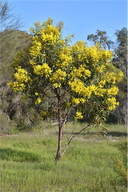 APII jpeg image of Acacia pycnantha  © contact APII