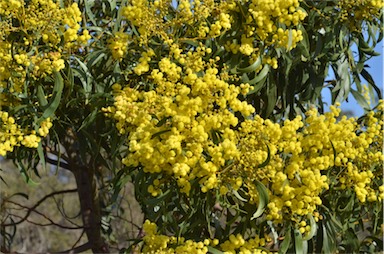 APII jpeg image of Acacia pycnantha  © contact APII