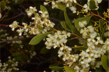 APII jpeg image of Acacia myrtifolia  © contact APII