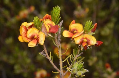 APII jpeg image of Pultenaea tenuifolia  © contact APII