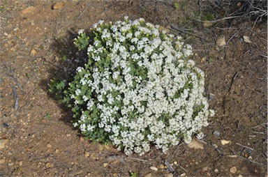 APII jpeg image of Pimelea glauca  © contact APII