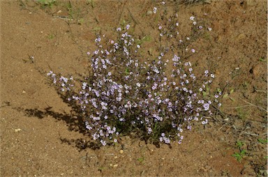 APII jpeg image of Baeckea crassifolia  © contact APII