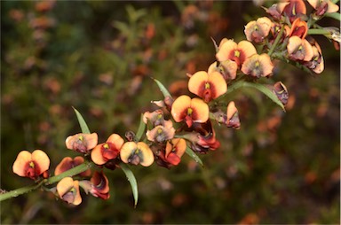 APII jpeg image of Daviesia asperula subsp. obliqua  © contact APII