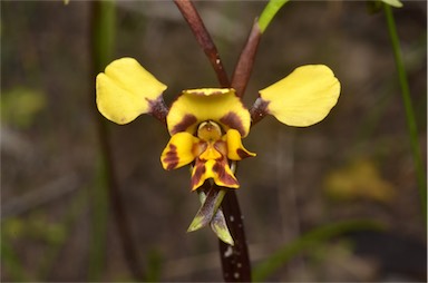 APII jpeg image of Diuris pardina  © contact APII