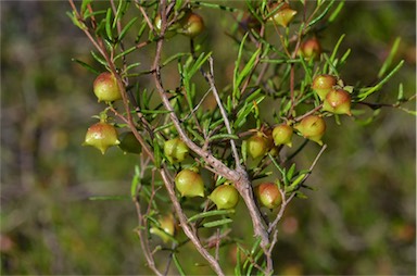 APII jpeg image of Dodonaea hexandra  © contact APII