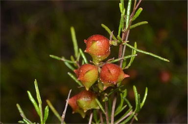 APII jpeg image of Dodonaea hexandra  © contact APII