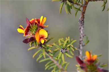 APII jpeg image of Pultenaea acerosa  © contact APII