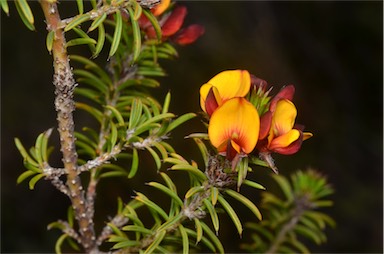 APII jpeg image of Pultenaea acerosa  © contact APII