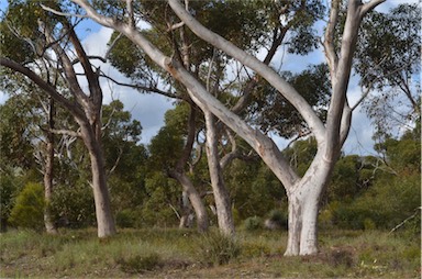 APII jpeg image of Eucalyptus cladocalyx  © contact APII