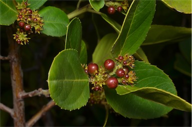 APII jpeg image of Rhamnus alaternus  © contact APII