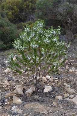 APII jpeg image of Myoporum viscosum  © contact APII