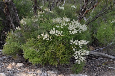 APII jpeg image of Melaleuca lanceolata  © contact APII