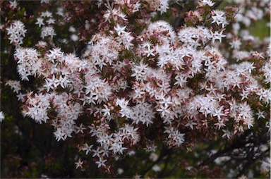 APII jpeg image of Calytrix tetragona  © contact APII