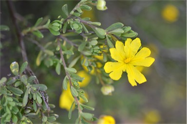 APII jpeg image of Hibbertia cinerea  © contact APII