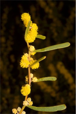 APII jpeg image of Acacia farinosa  © contact APII