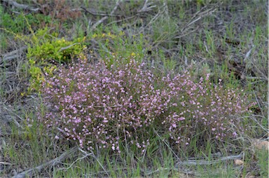 APII jpeg image of Boronia inornata subsp. leptophylla  © contact APII