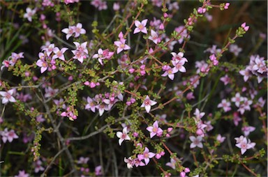 APII jpeg image of Boronia inornata subsp. leptophylla  © contact APII