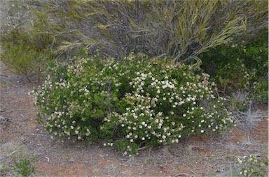 APII jpeg image of Pomaderris obcordata  © contact APII