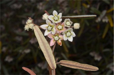 APII jpeg image of Lasiopetalum behrii  © contact APII