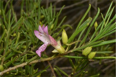 APII jpeg image of Eremophila alternifolia  © contact APII