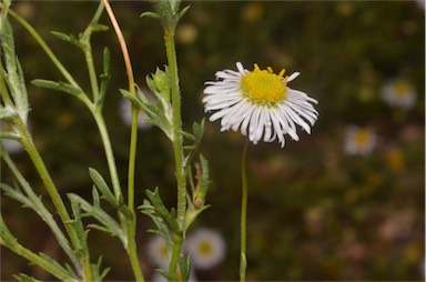 APII jpeg image of Brachyscome ciliaris var. lanuginosa  © contact APII