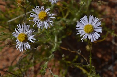 APII jpeg image of Brachyscome ciliaris var. lanuginosa  © contact APII