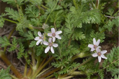 APII jpeg image of Erodium cicutarium  © contact APII