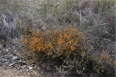 APII jpeg image of Pultenaea microphylla  © contact APII