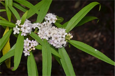 APII jpeg image of Myoporum betcheanum  © contact APII