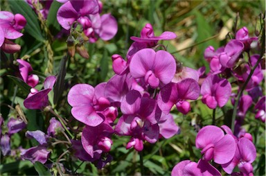 APII jpeg image of Lathyrus latifolius  © contact APII