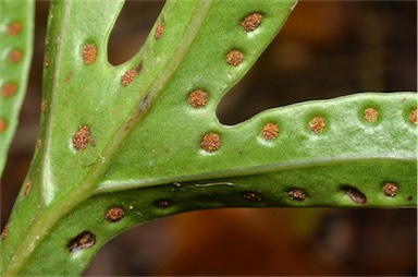 APII jpeg image of Zealandia pustulata subsp. howensis  © contact APII