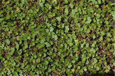 APII jpeg image of Hydrocotyle sibthorpioides  © contact APII