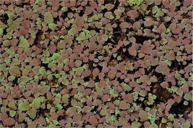 APII jpeg image of Azolla pinnata  © contact APII