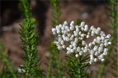 APII jpeg image of Ozothamnus 'Springtime White'  © contact APII