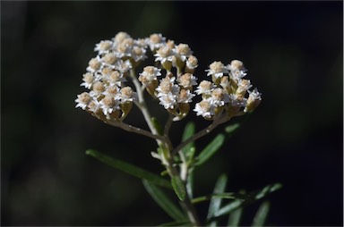 APII jpeg image of Ozothamnus conditus  © contact APII