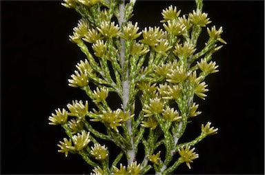 APII jpeg image of Ozothamnus cupressoides  © contact APII