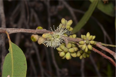 APII jpeg image of Eucalyptus camfieldii  © contact APII